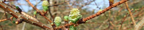 Japanese larch beginning to flush in April