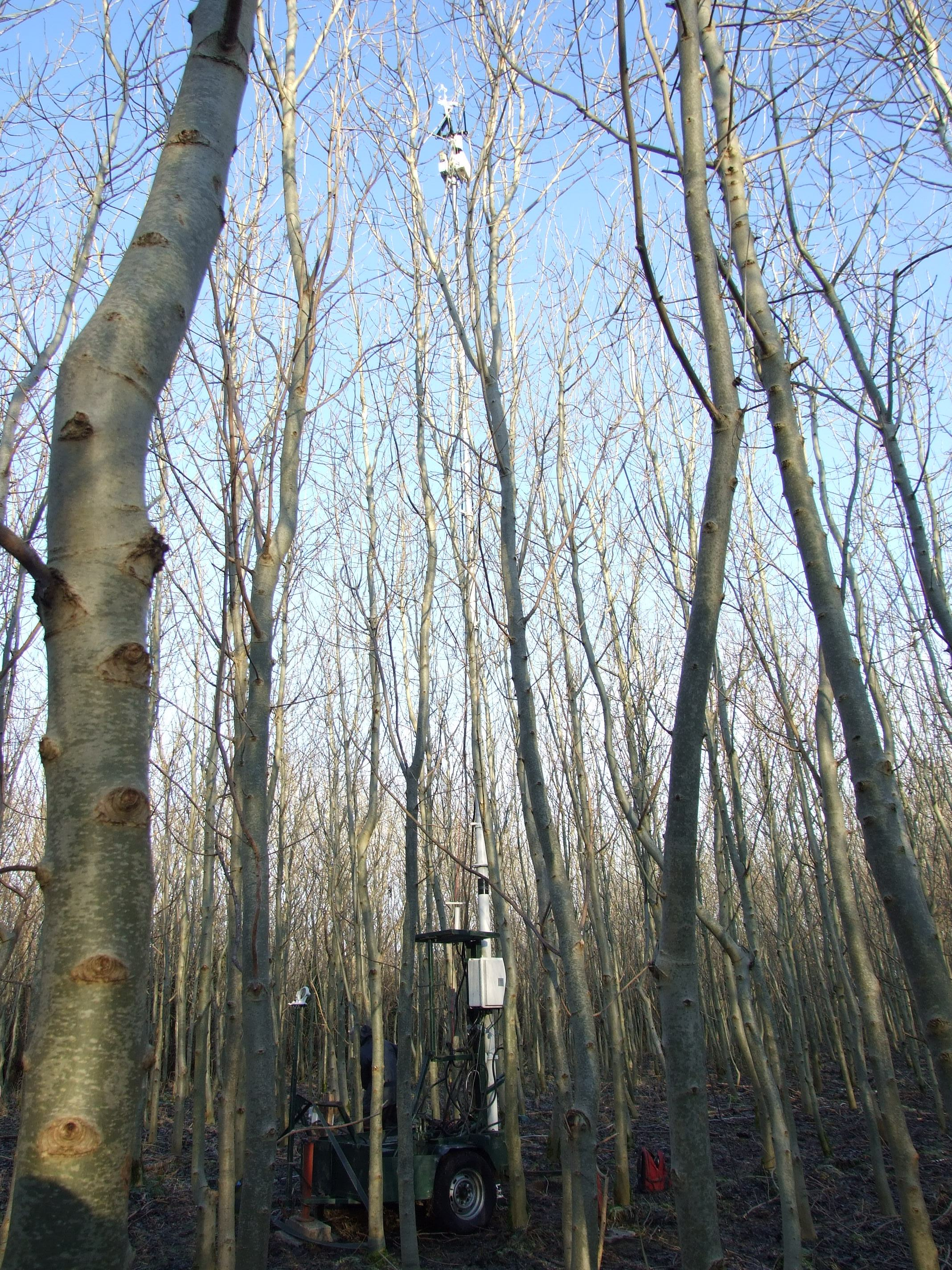 12-year-old ash stand, The mast measuring height is approximately 14m.