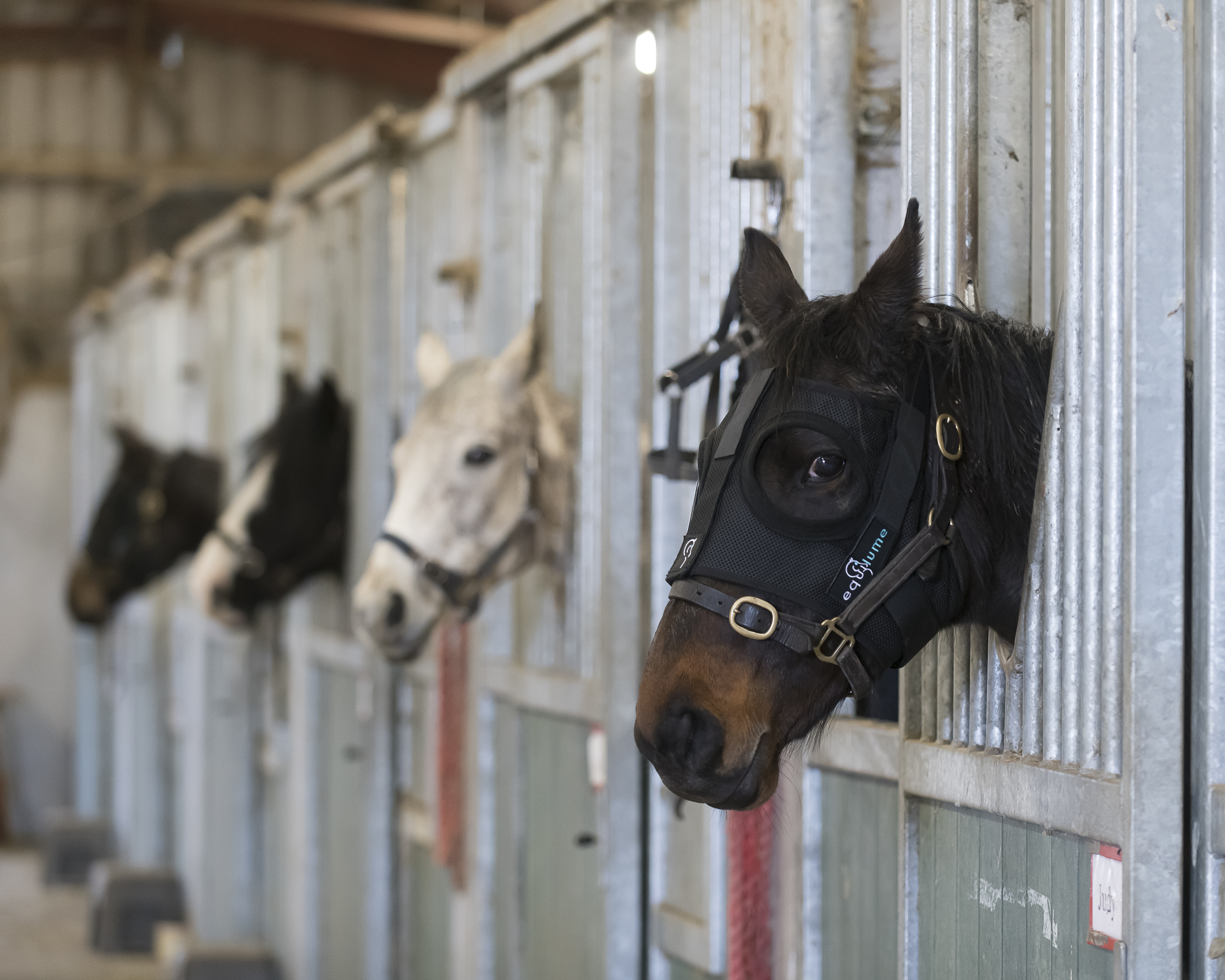 Horses at Lyon\'s Farm