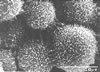 Cell culture