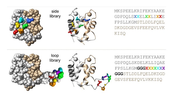 Schematic of protein library