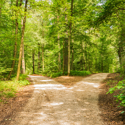 image of a pathway