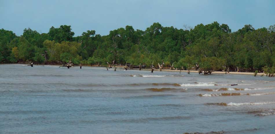 The effects of mangroves deforestation in Pemba Mnasi, Temeke