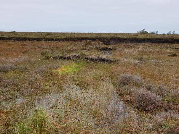 Image of a bog
