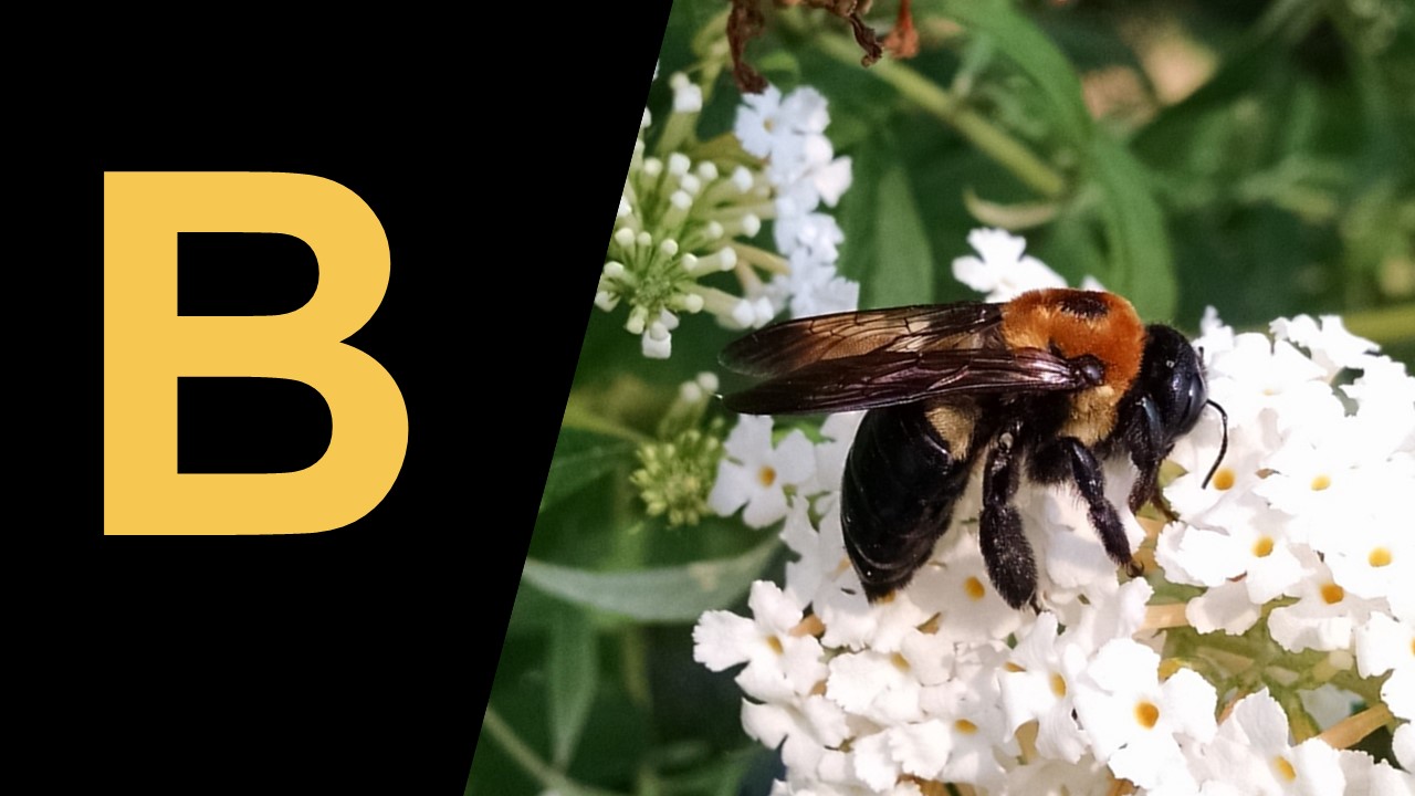 Bee on a flower, large capital B