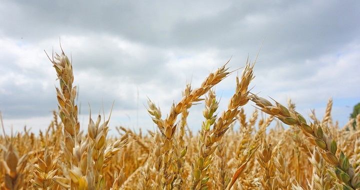 Plants for the Future imaging facility tour and theme meeting 2026