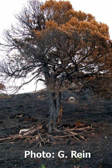 exposed tree roots after a smouldering fire
