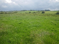 Irish grassland