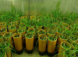 Ryegrass in a growth chamber