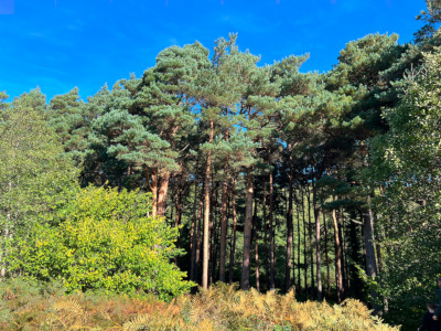 Irish Scot's Pine Stand of trees