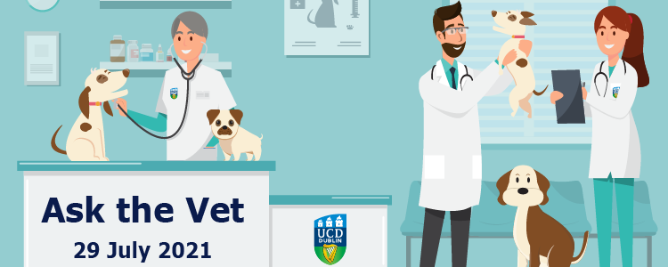 Ask the Vet page heading