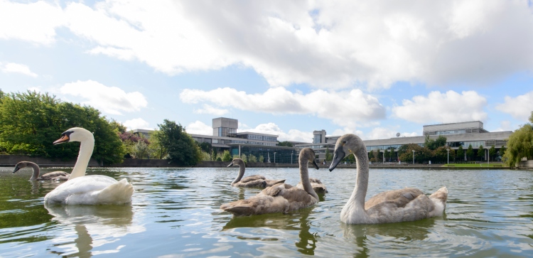 Swans on UCD lake