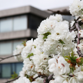 Image of a cherry tree on campus