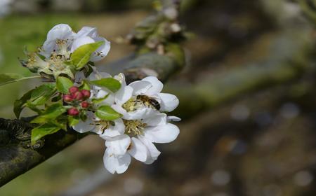 Apple blossom white and pink flowers