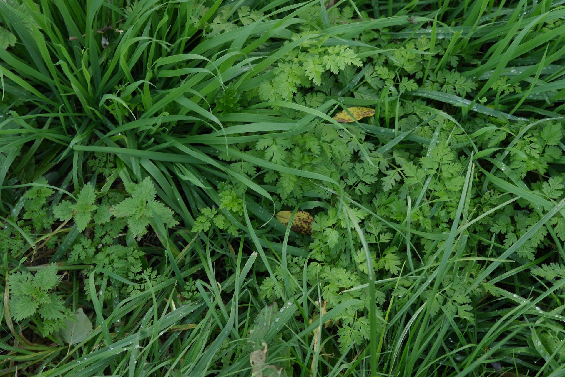 Multispecies swards (grasses, legumes & herds) produce higher dry matter from lower Nitrogen inputs