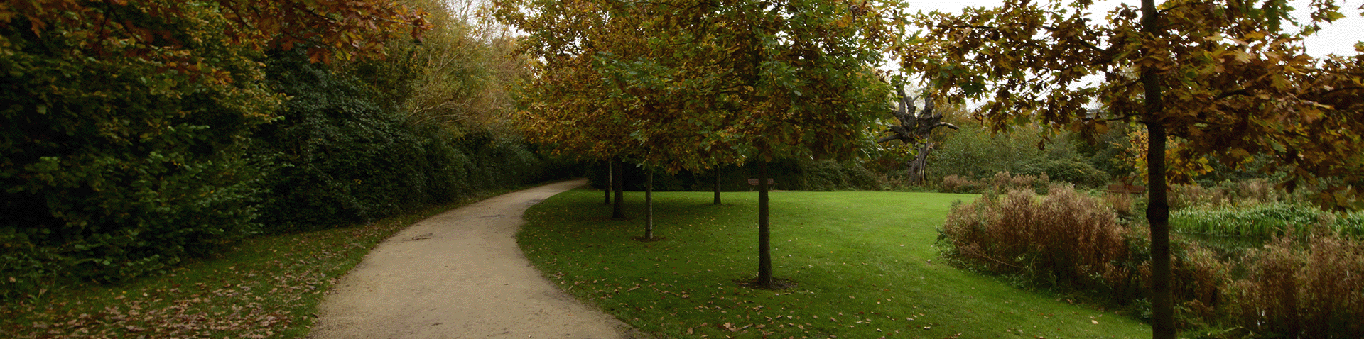 Woodland Walk on Belfield Campus