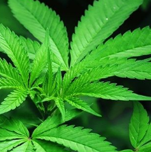 Hemp