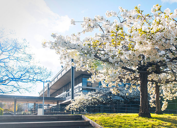 Cherry blossom tree with building in the background.