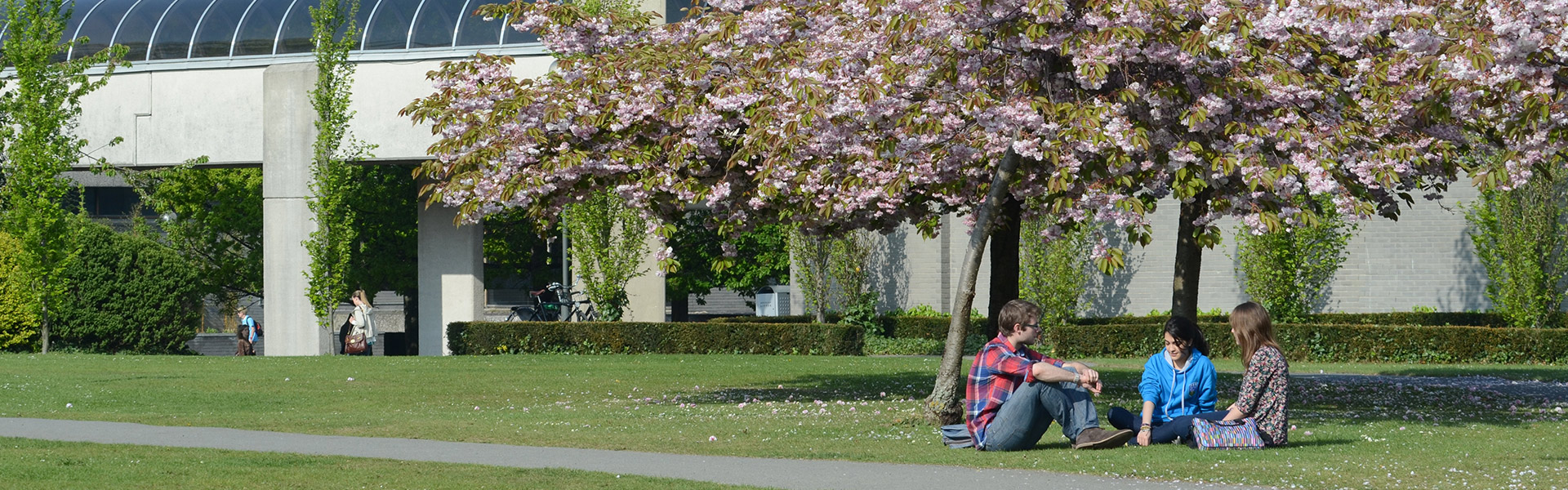 Two students sitting under a cherry blossom tree.