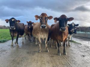 Herd of cows at Massey University Farm