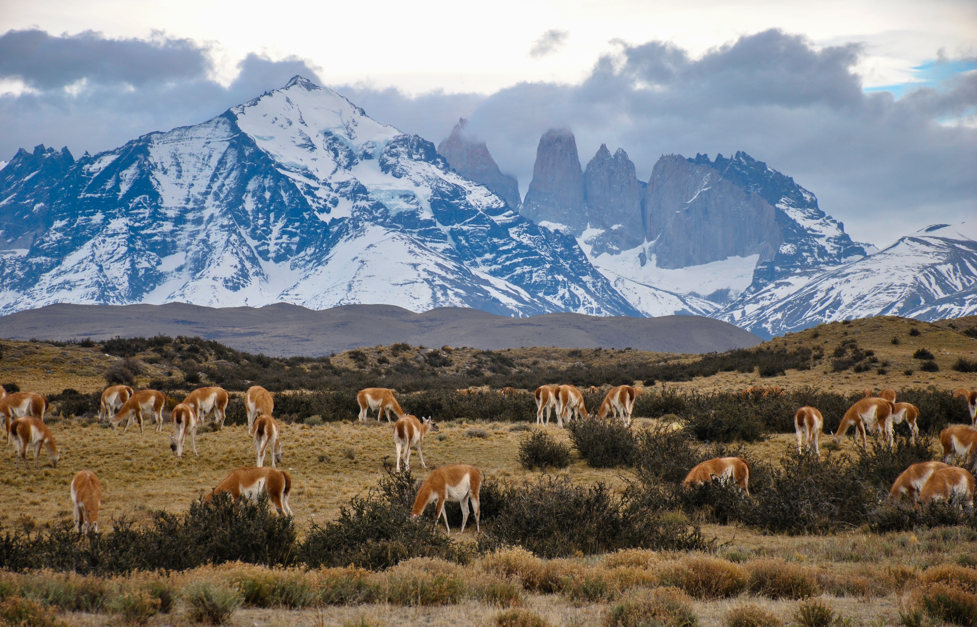 Guanacos in Torres del Paine National Park, Chile