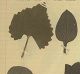 ‘Local Cures’, Schools’ Manuscript Fond
