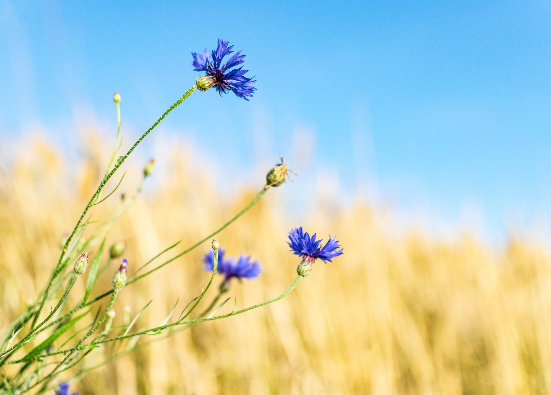 a blue flower in focus against a blurred background of sky and plants