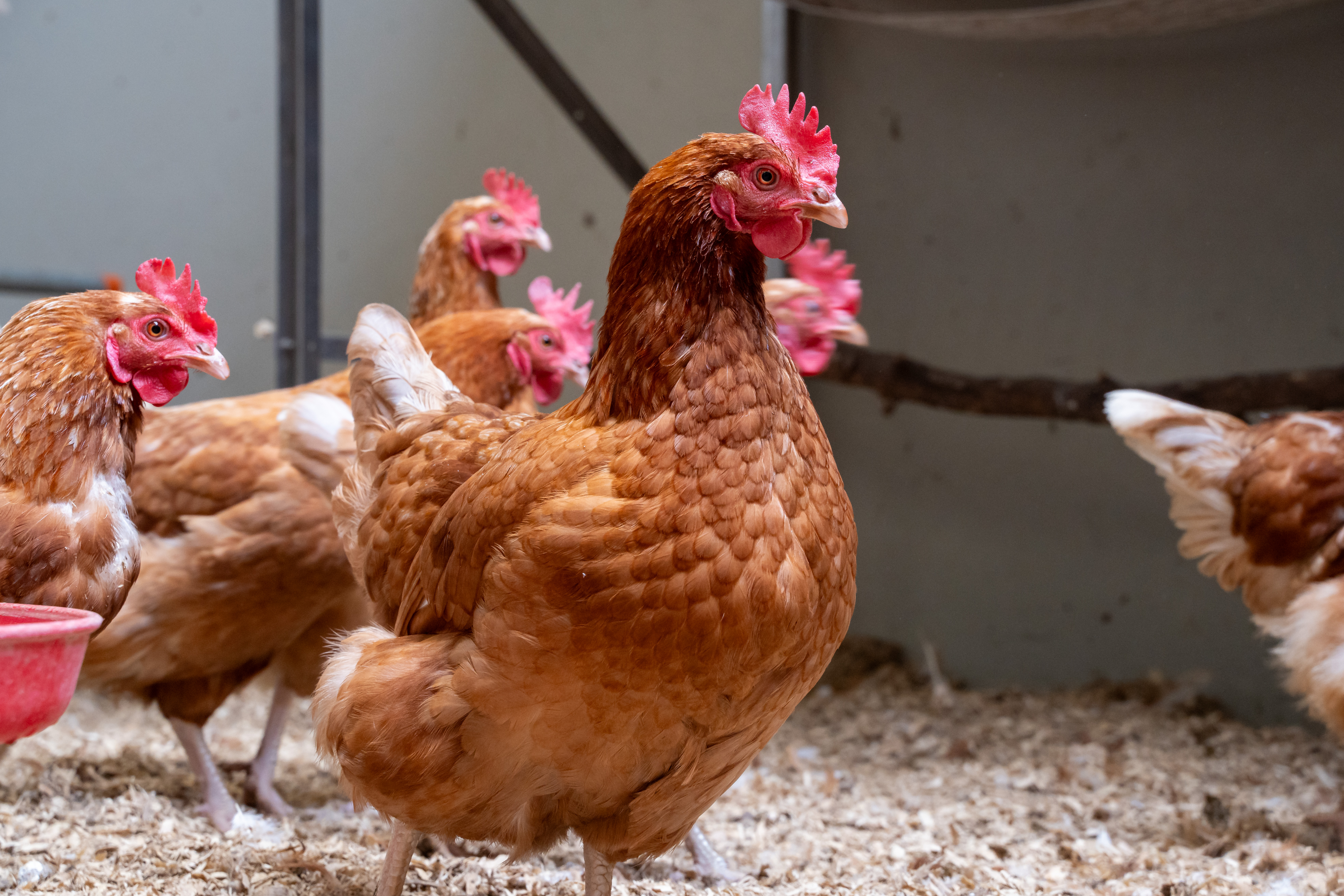 Poultry