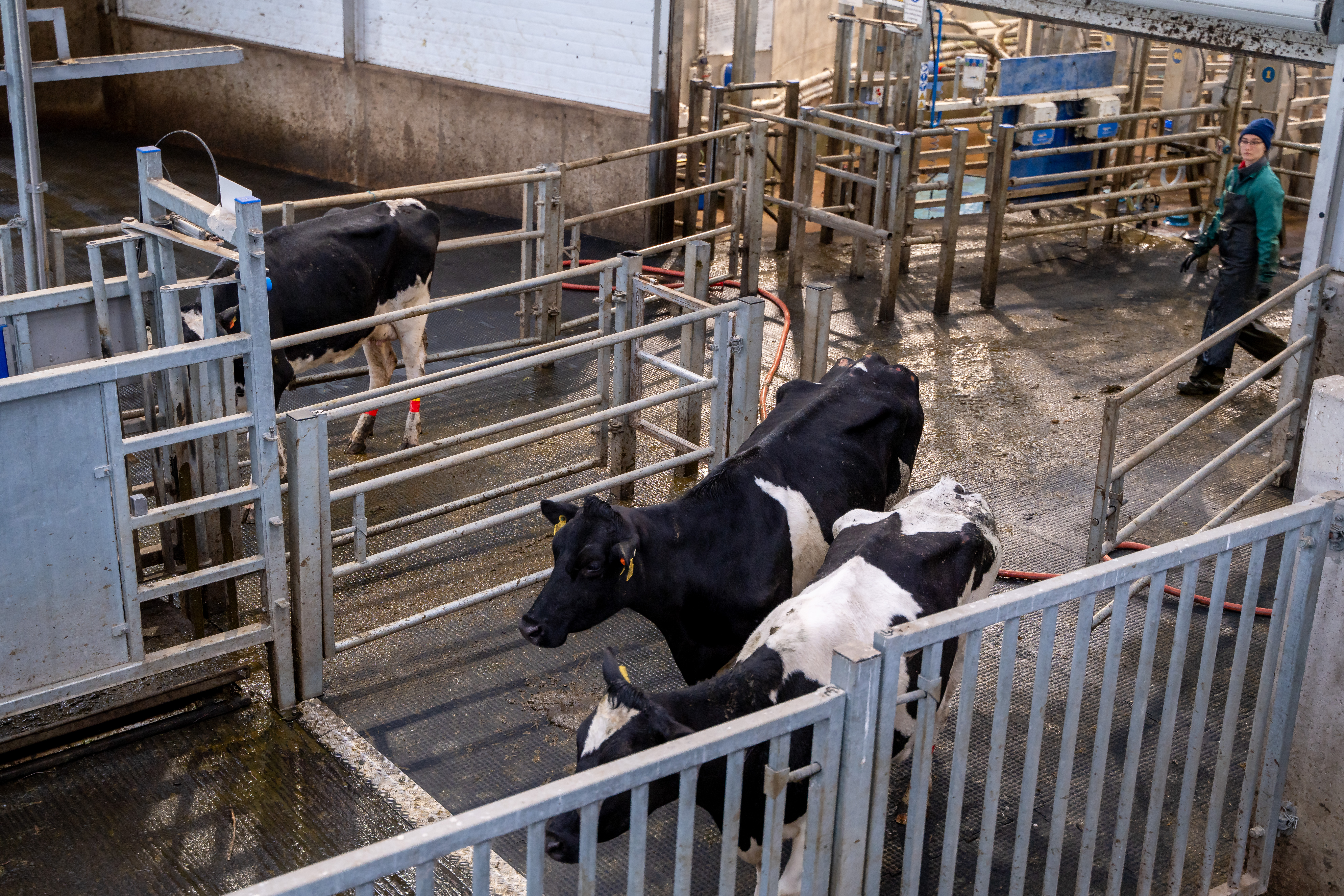 Dairy Facilities