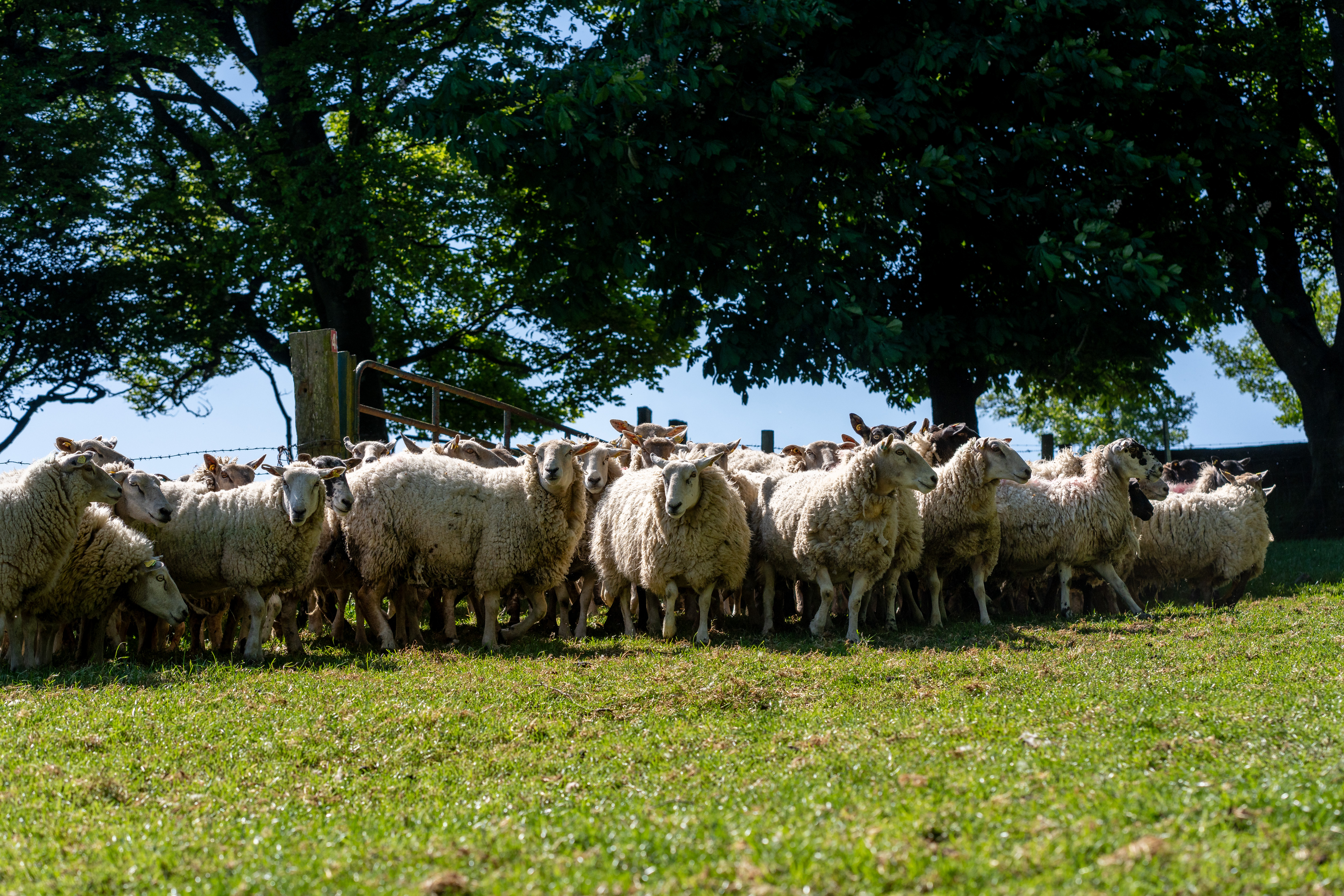 Sheep Facilities