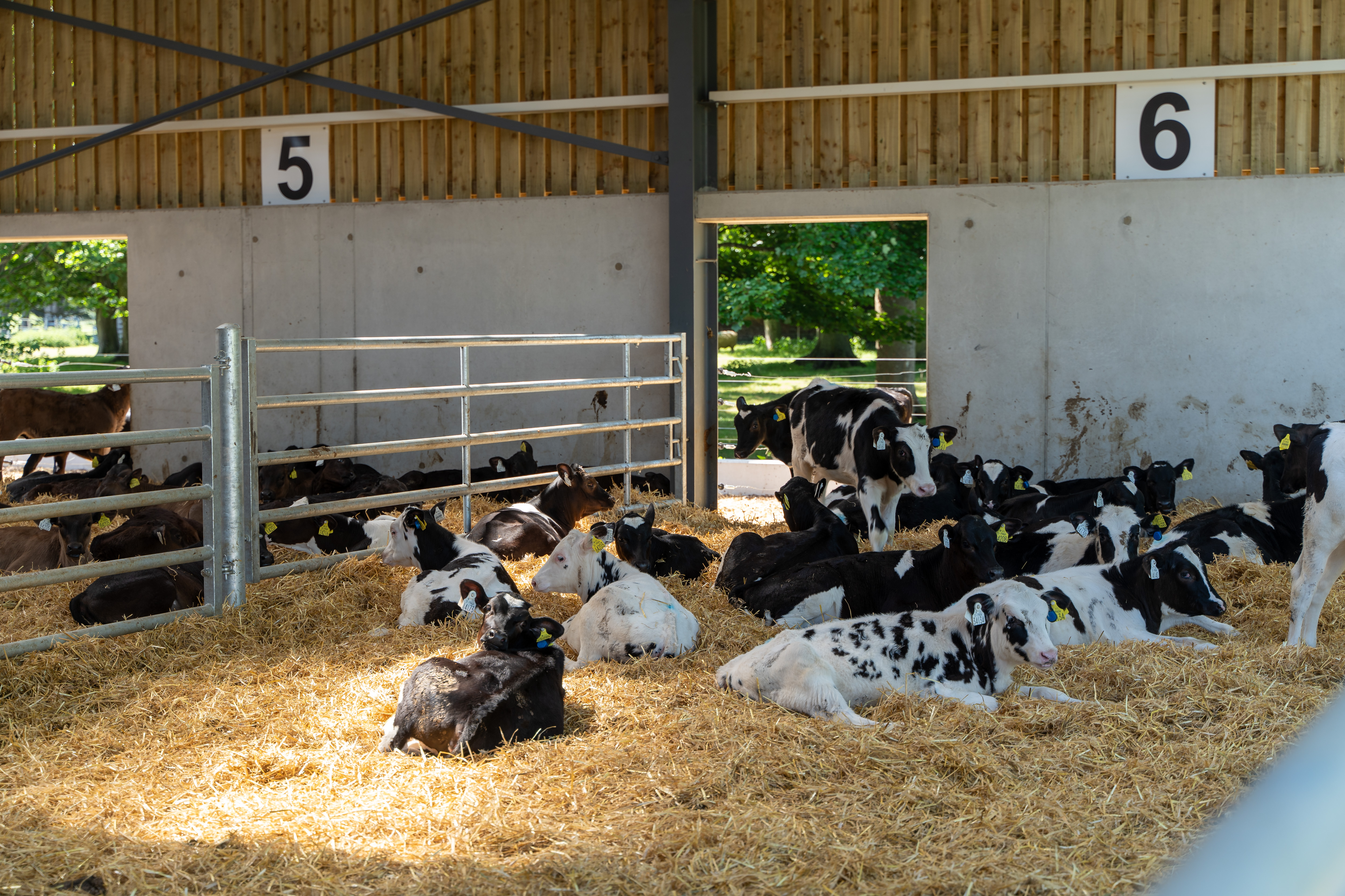 Dairy Facilities