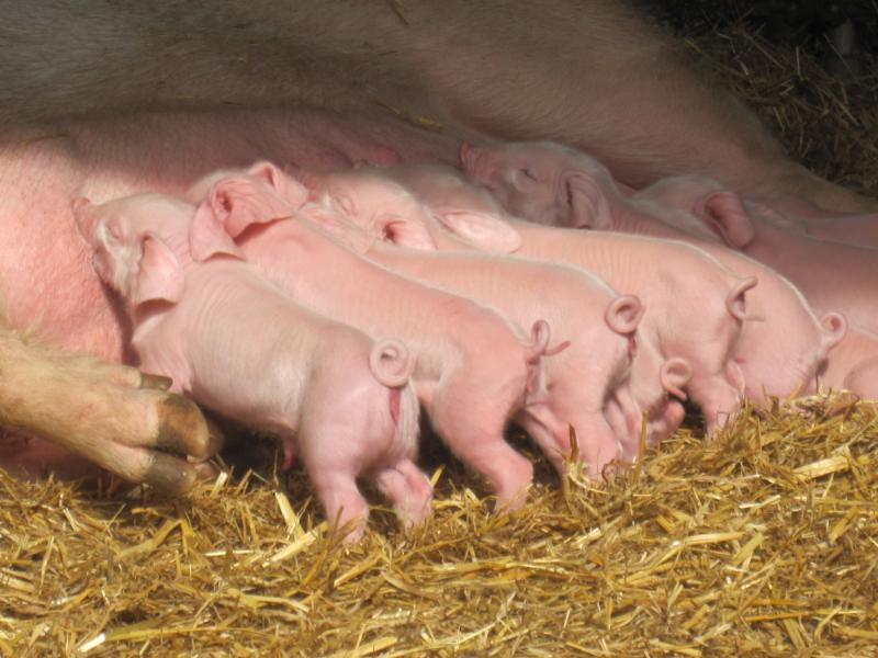 Piglets sucking their mother