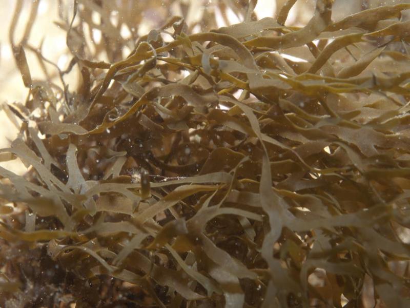 Brown Seaweed used in animal feed