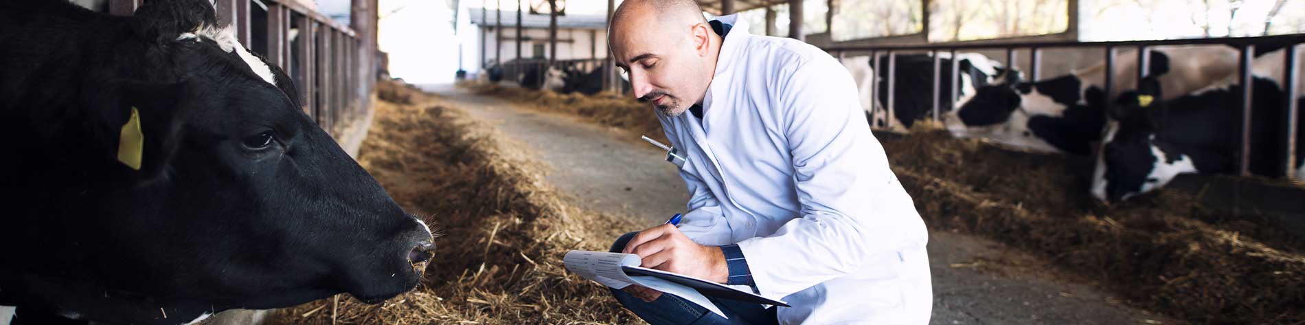 Man in white coat with clipboard checking the health of a cow in a shed.