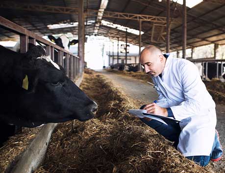 Man in white coat with clipboard checking the health of a cow in a shed.