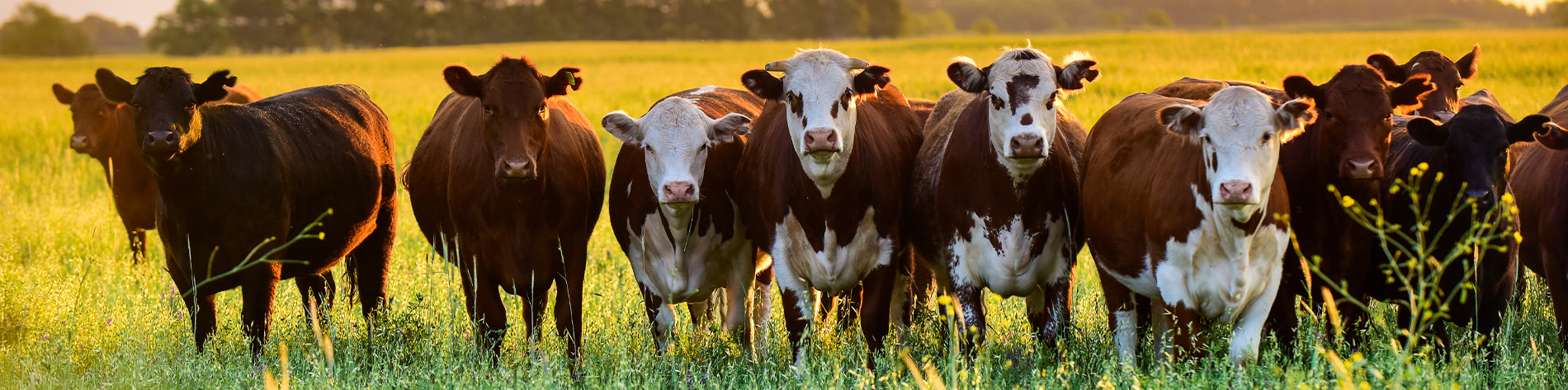 Steers in a field.