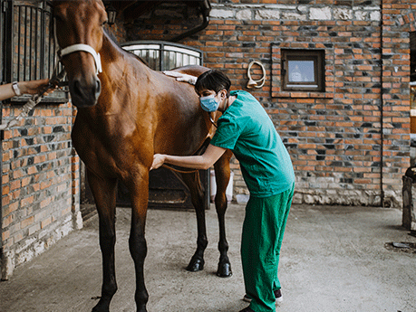 Vet with a horse.