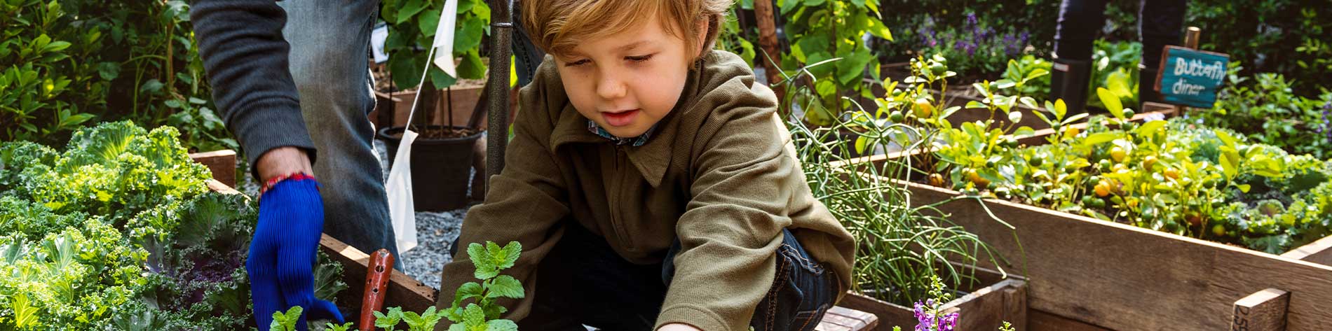 Young boy working in a community garden.