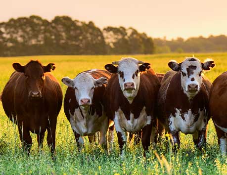 Cows in a field.