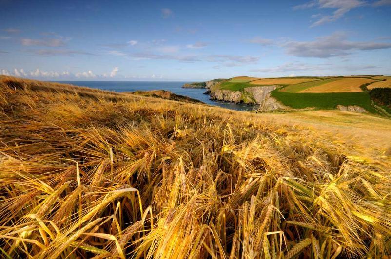 Golden field of corn on a cliff by the sea.