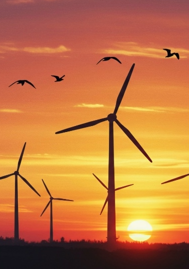wind birds