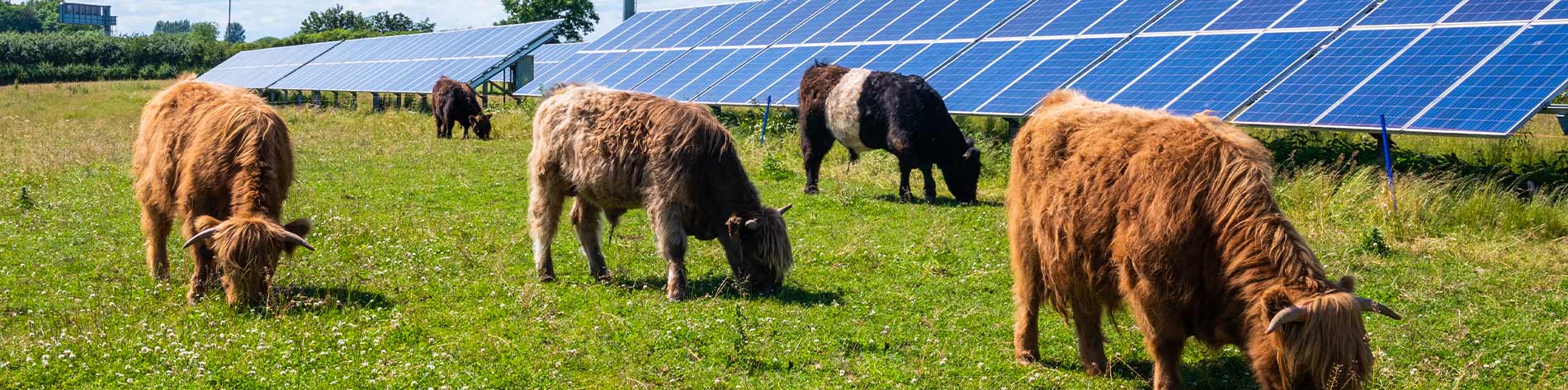 Cows grazing in front of solar panels.