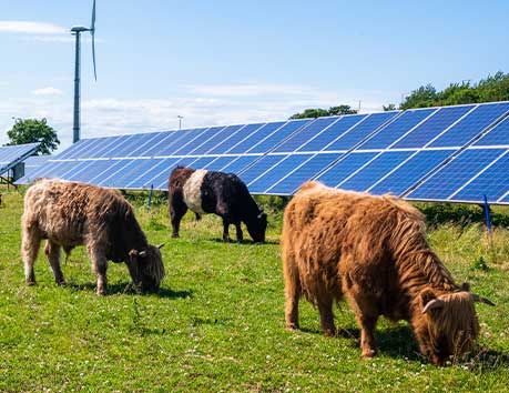 Cows grazing in front of solar panels.