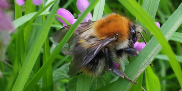 UCD students and staff contribute data to a national bumblebee database.  Learn how you can contribute sightings...