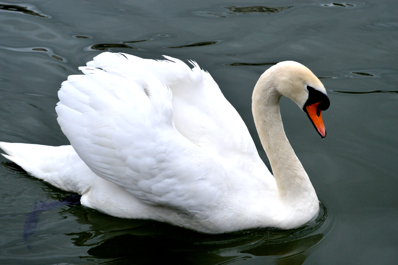 A white Mute Swan swimming with wings held above body