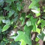 Green leaves on a vine on a tree trunk.