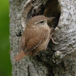 A small brown bird perched near a hole in a tree.