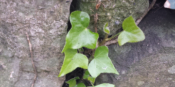 Trees over a century old and liverworts that nestle at the base of stone walls show the diverse ways that plants are woven into our ecosystems and culture.  