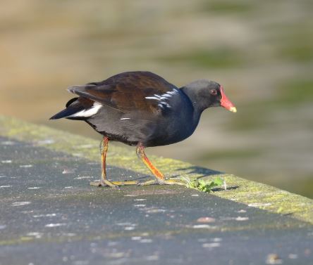 A Moorhen on the concrete near the Main Lake
