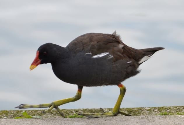A Moorhen walking on concrete with water in the background.
